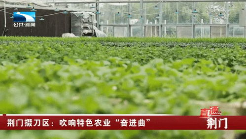 荊門掇刀區(qū) 吹響特色農(nóng)業(yè)奮進曲，譜寫農(nóng)林牧漁新篇章