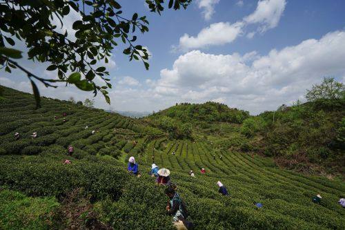 貴陽市上半年農(nóng)林牧漁業(yè)增長勢頭強勁，總產(chǎn)值達(dá)133.20億元，同比增長8.8%