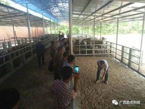 生態(tài)養(yǎng)牛技術 廣西助農(nóng)公司專業(yè)服務，助您科學養(yǎng)殖成功