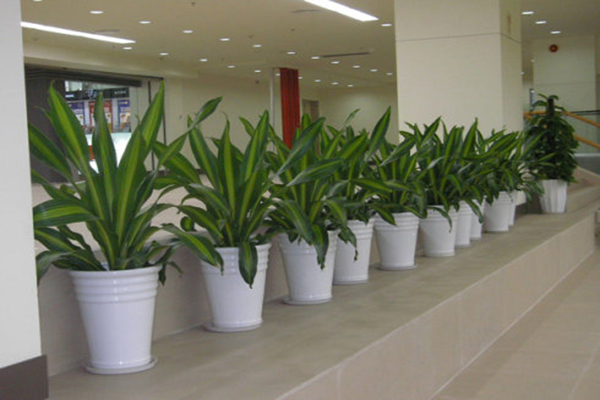 成都綠植租賃公司最新排名及養護服務全解析