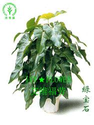 上海常青藤植物租賃服務 為浦西與浦東注入綠色生機